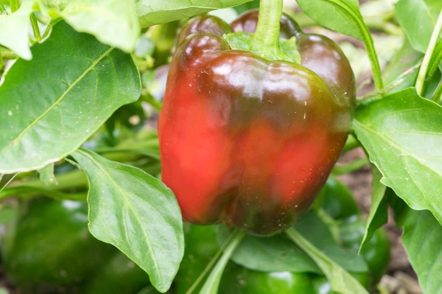 Spicy Or Sweet A [simple] Guide To Peppers Organic Gardening Tips