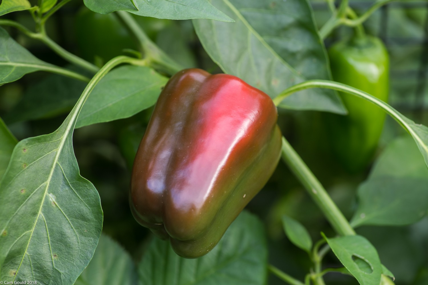 Why Do Peppers Turn Red? | Professional Gardening | CT &