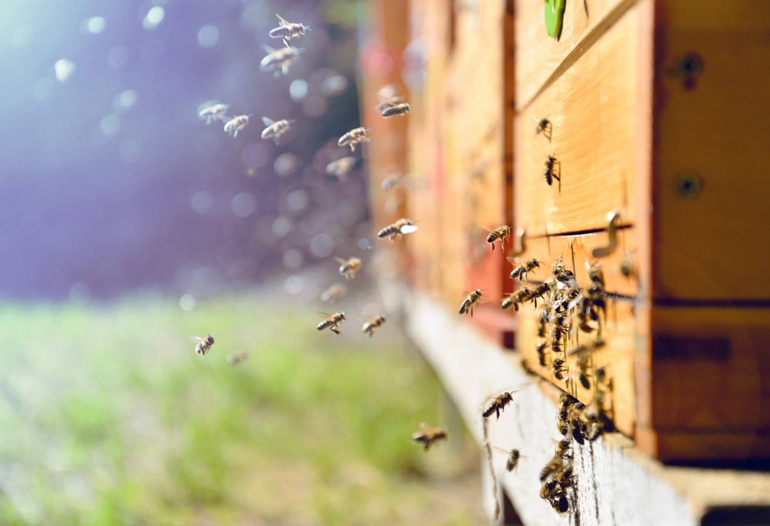 Vegetation helps wild honeybees survive the winter •