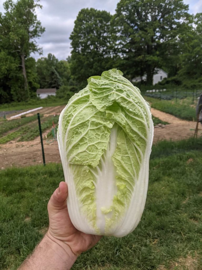 napa cabbage plush