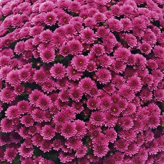 Amiko Violet Mum - Homefront Farmers | Redding, CT