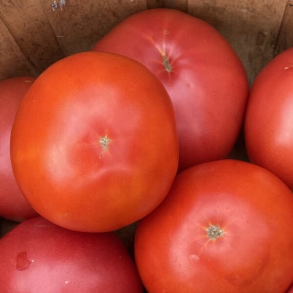 Tomato Seedling, Big Beef