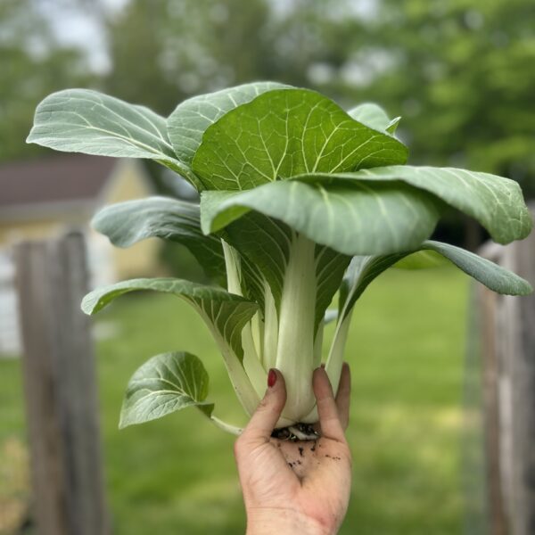 Bok Choy Seedling, Bopak