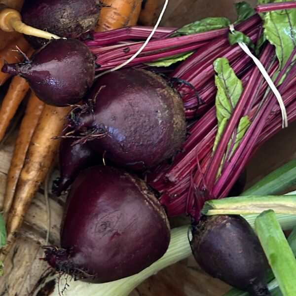 Beet Seedlings, Boro 6-Pack