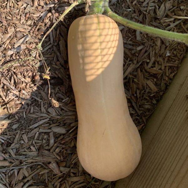 Winter Squash Seedling, Butternut