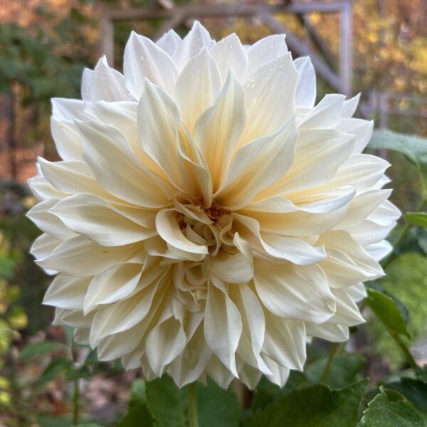 Dahlia Seedling, Café au Lait