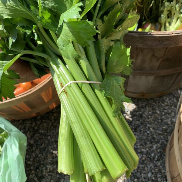 Celery Seedling, Merengo