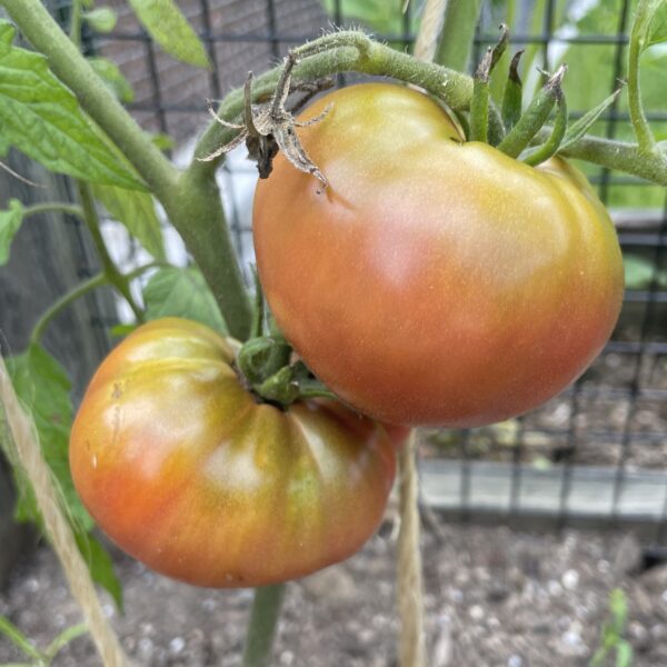 Tomato Seedling, Cherokee Carbon