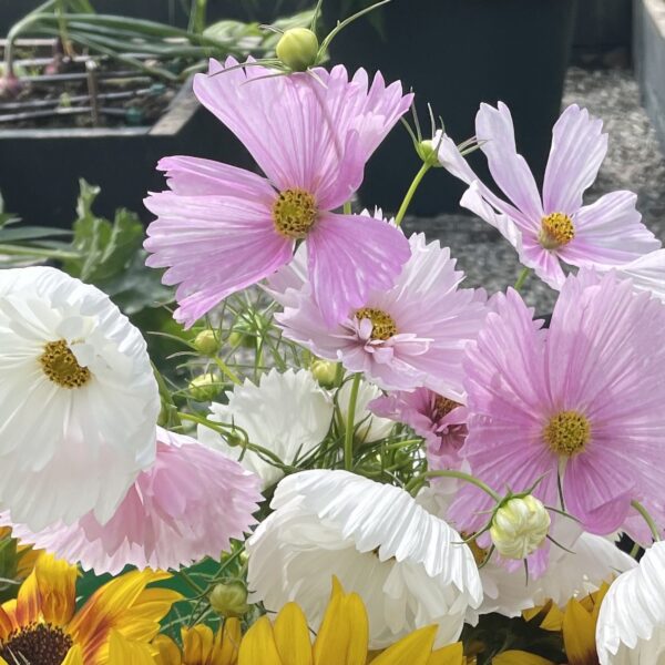 Cosmos Seedling, Cupcake