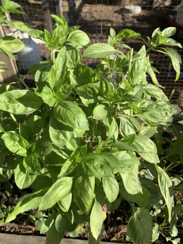 Basil Seedling, Devotion