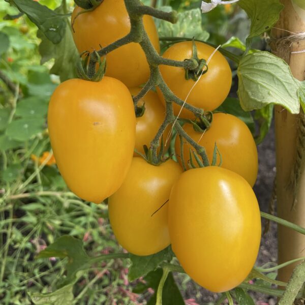 Tomato Seedling, Golden Rave