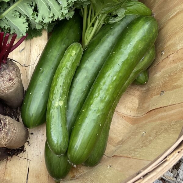 Cucumber Seedling, Green Finger