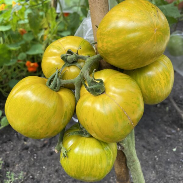 Tomato Seedling, Green Zebra