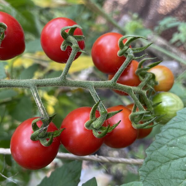 Tomato Seedling, Jasper Red Cherry