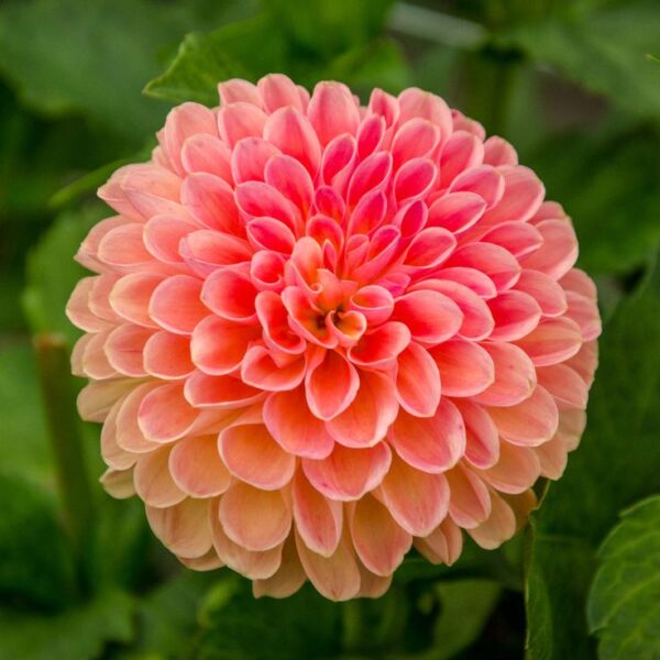 Dahlia Seedling, Jowey Nicky