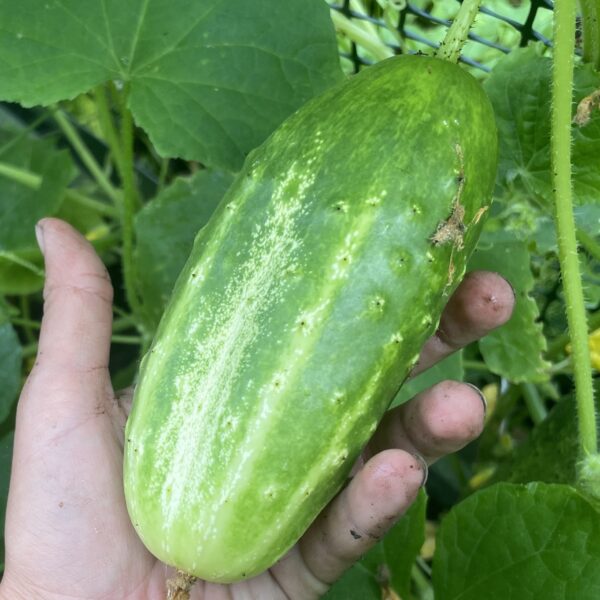 Cucumber Seedling, Little Leaf