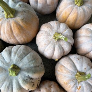 Winter Squash Seedling, Koginut
