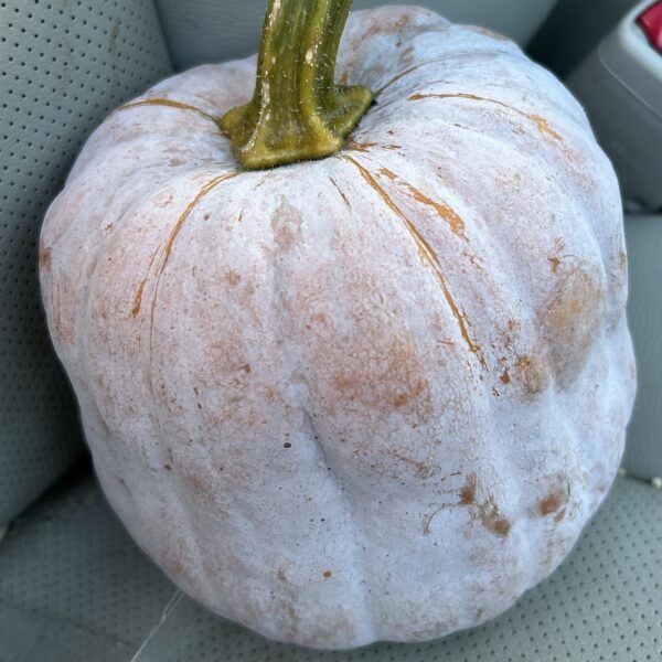 Winter Squash Seedling, Koginut