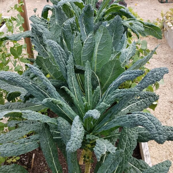 Kale Seedling, Lacinato