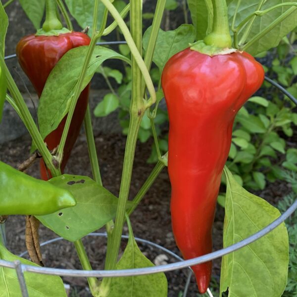 Pepper Seedling, Lipstick