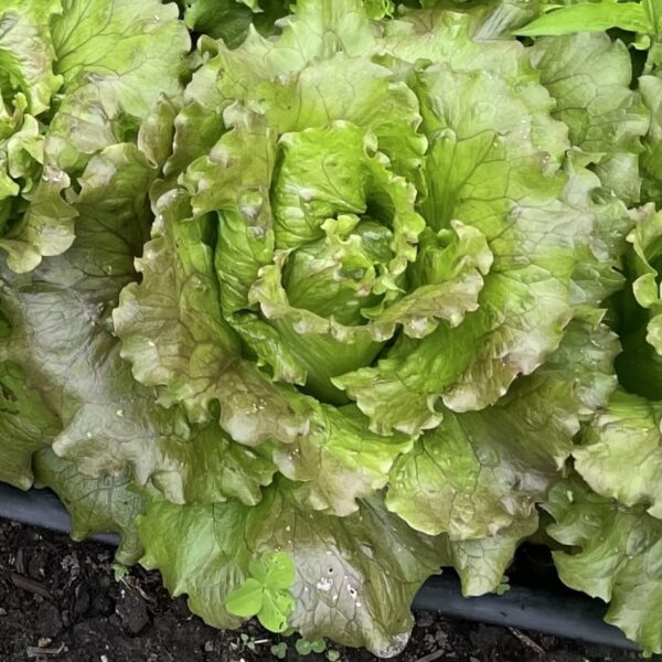 Lettuce Seedling, Magenta 6-Pack