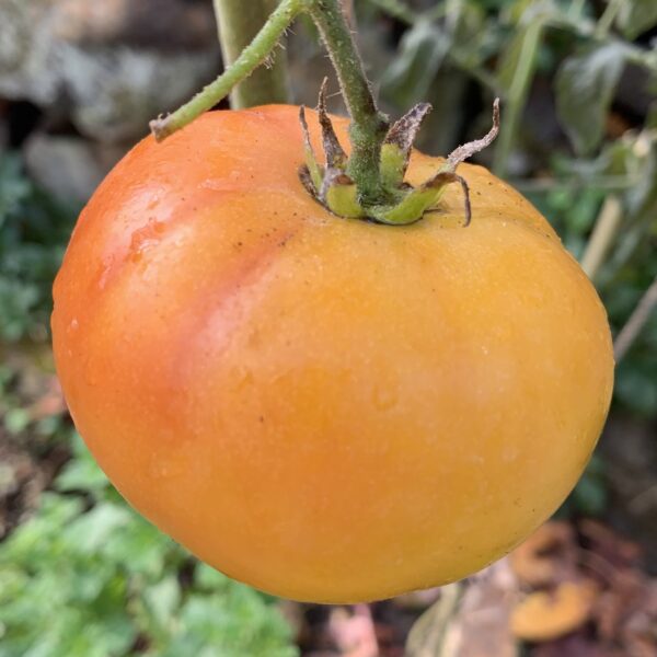 Tomato Seedling, Mai Tai