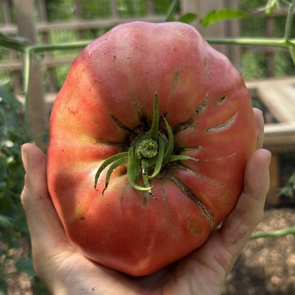 Tomato Seedling, Mortgage Lifter