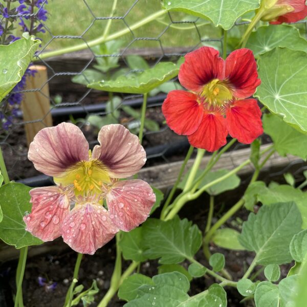 Nasturtium Seedling, Training Mix