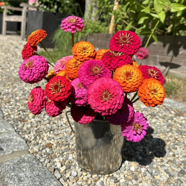 Zinnia Seedling, Oklahoma Mix