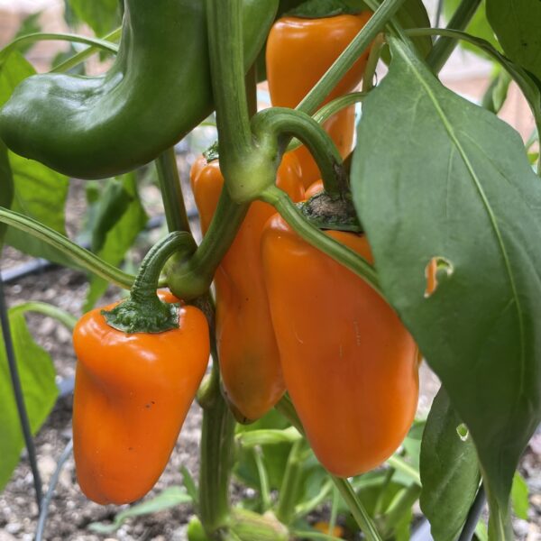 Pepper Seedling, Orange Snacking