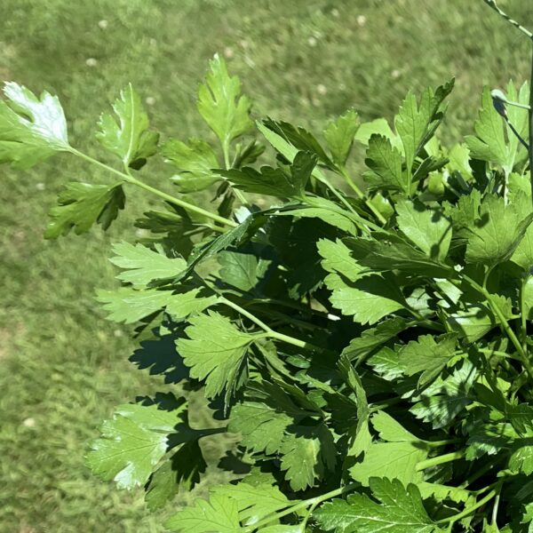 Parsley Seedling, Italian