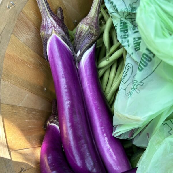 Eggplant Seedling, Ping Tung Long