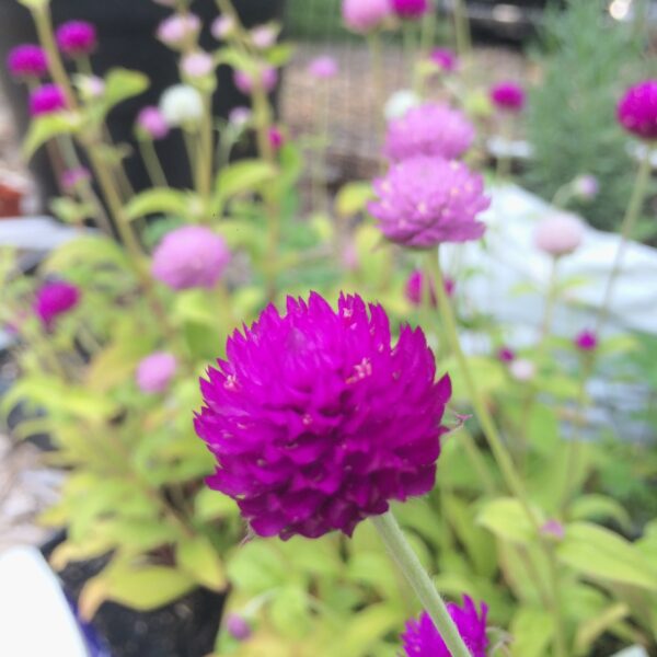 Globe Amaranth Seedling, Pink Mix