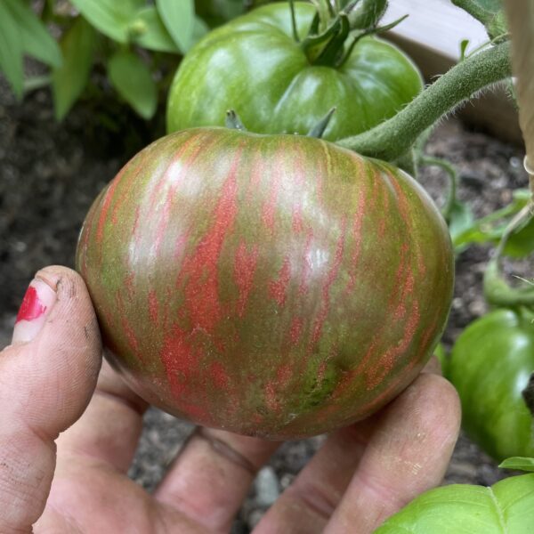 Tomato Seedling, Pink Berkeley Tie-Dye