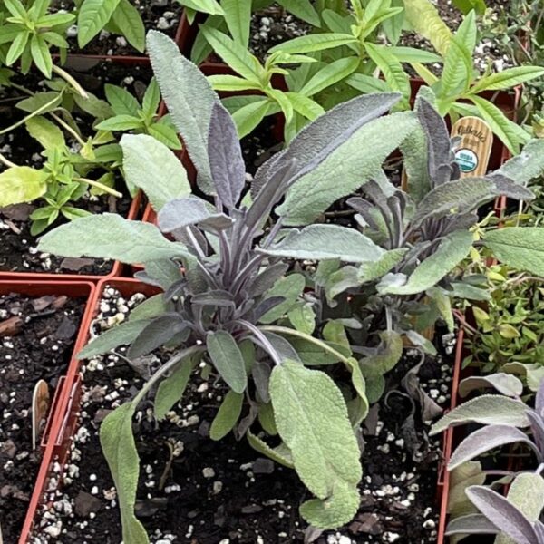 Sage Seedling, Purple