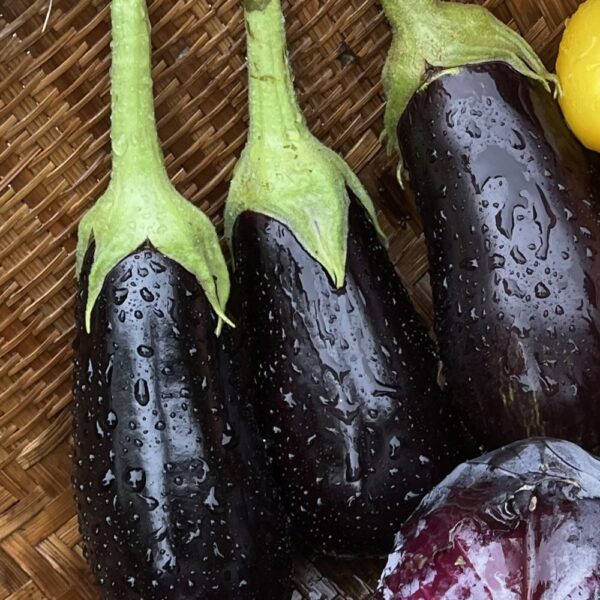 Eggplant Seedling, Traviata