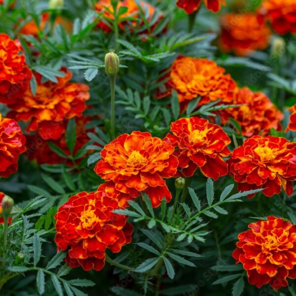 Marigold Seedling, Red Queen Sophia