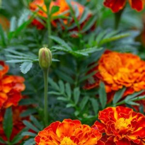Marigold Seedling, Red Queen Sophia