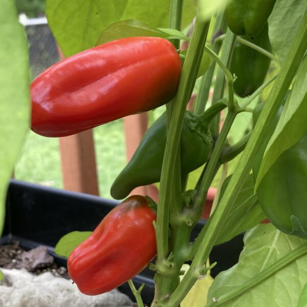 Pepper Seedling, Red Snacking