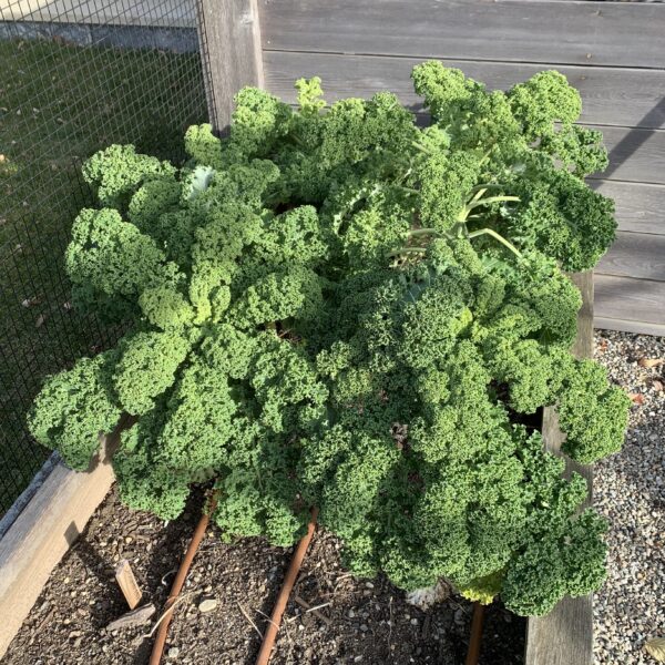 Kale Seedling, Ripbor