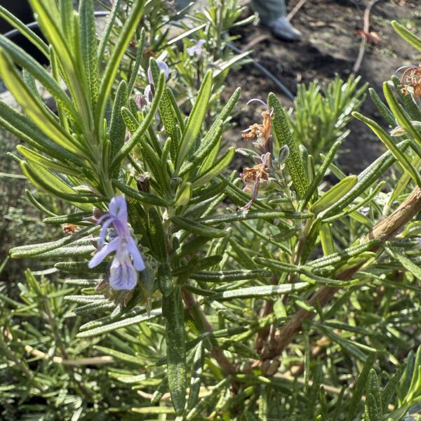 Rosemary Seedling, BBQ