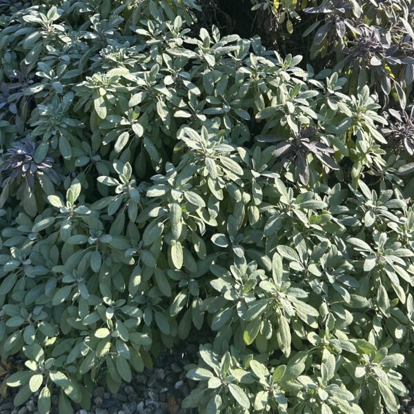 Sage Seedling, Common