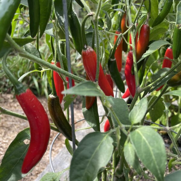 Pepper Seedling, Serrano