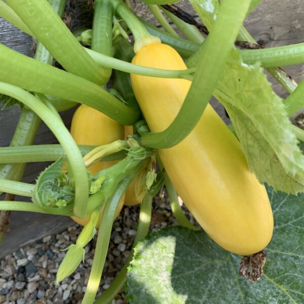 Squash Seedling, Smooth Operator