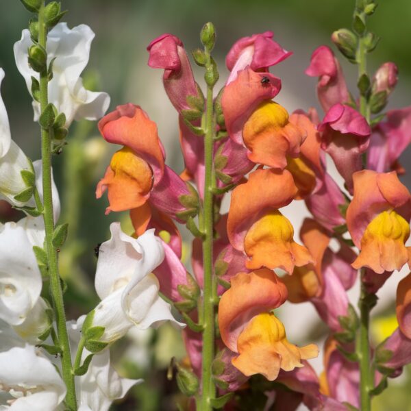 Snapdragon Seedling, Potomac Mix 6-Pack