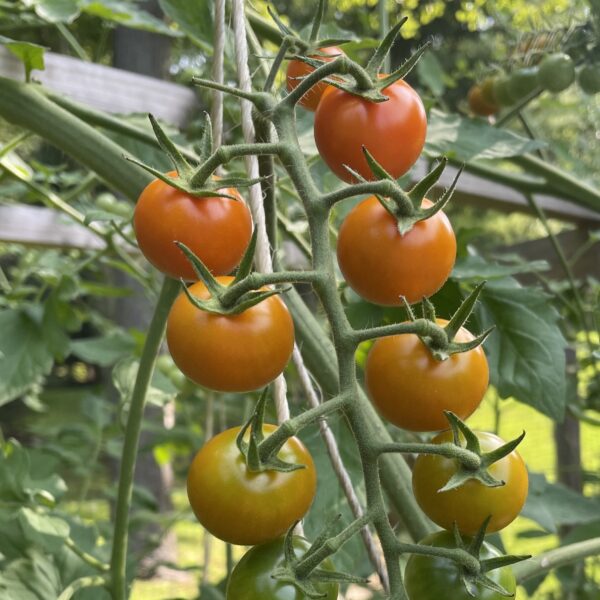 Tomato Seedling, Sungold