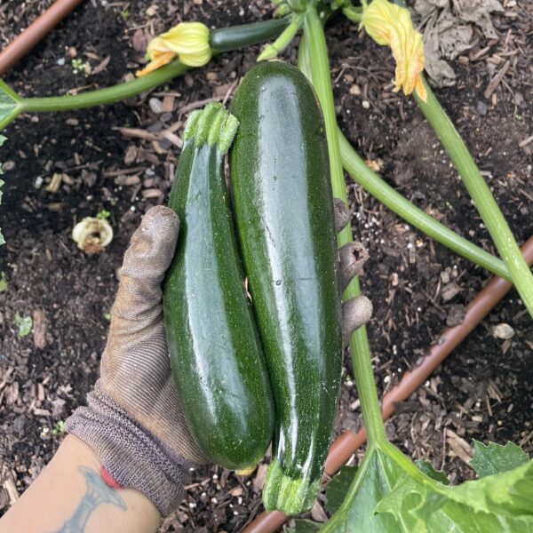 Squash Seedling, Zucchini