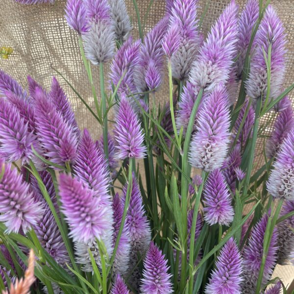 Celosia Seedling, Flamingo Feather