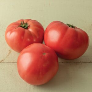 Tomato Seedling, Abigail