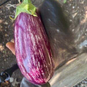 Eggplant Seedling, Annina